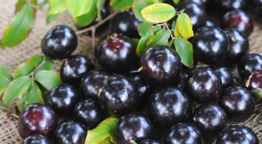 Casca de jabuticaba reduz inflamação e taxas de glicemia; confira outros benefícios