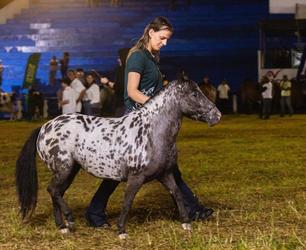 54ª Expapi é opção de lazer e cultura neste fim de semana em Campina Grande