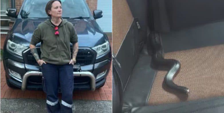 Cobra venenosa se esconde em carro e motorista passa a dirigir protegida