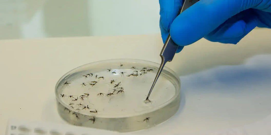 Ministério da Saúde alerta para aumento de casos da febre Oropouche; 13 estados notificaram doença