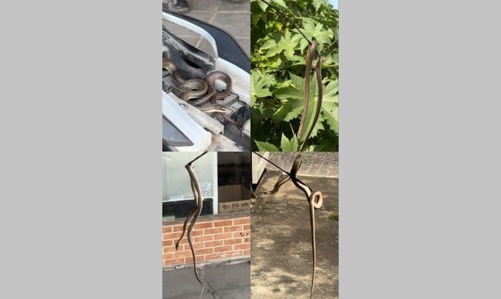 VÍDEO: cobra é achada escondida em moto em João Pessoa e motociclista relata “susto grande”