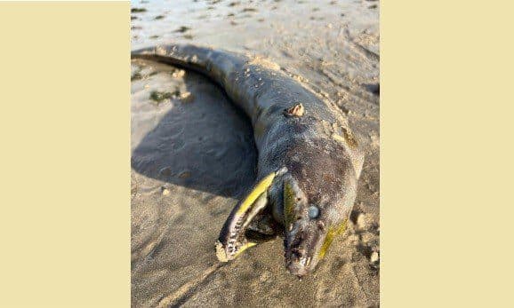 Moreia com mais de um metro é encontrada morta e com plástico dentro do estômago em praia de João Pessoa