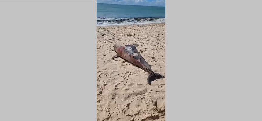 VÍDEO: golfinho é encontrado morto na praia do Bessa, em João Pessoa