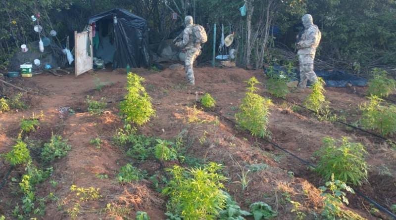 Operação encontra 180 mil pés de maconha na divisa Paraíba-Pernambuco