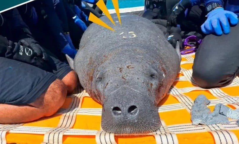 Peixe-boi desaparece e ONG faz campanha para reencontrar animal; saiba como ajudar