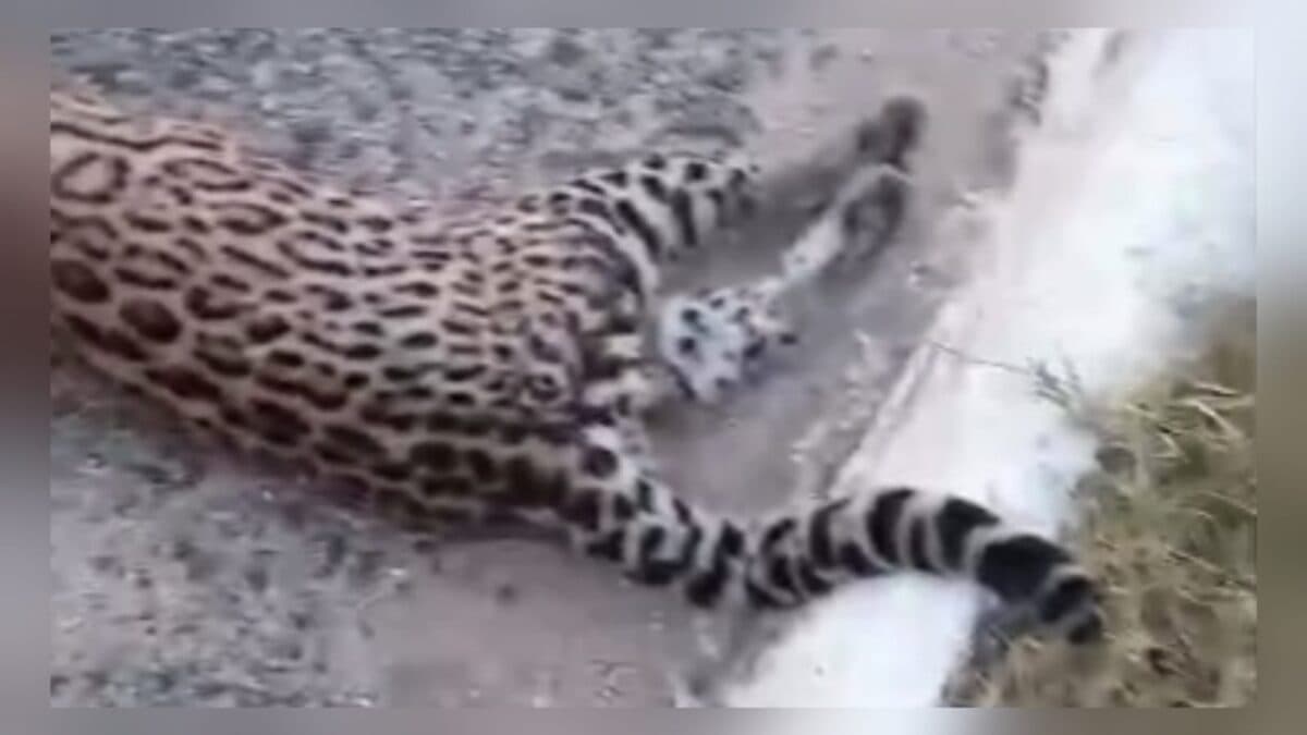 VÍDEO: onça morre após ser atropelada em trecho da BR-230, na Paraíba