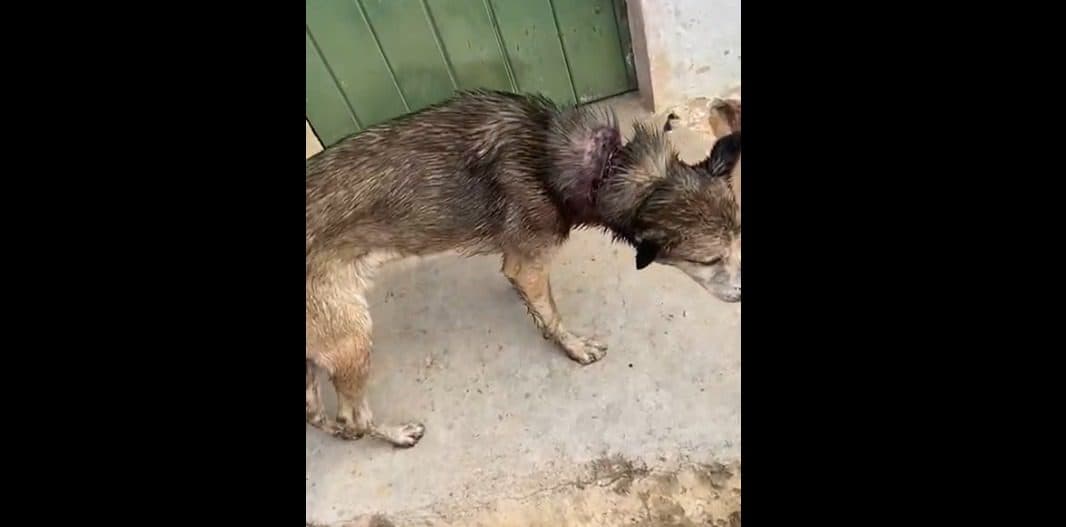 Cachorro é resgatado com ferimento e outros sinais de maus tratos em Picuí e tutora é presa