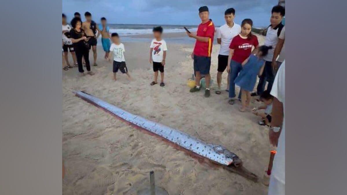 Peixe que prevê grandes desastres é encontrado em praia