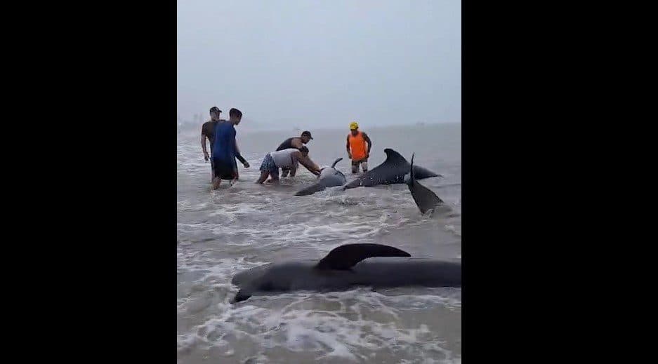 VÍDEO: baleias-piloto continuam sofrendo dois dias após encalhe em praia do litoral nordestino
