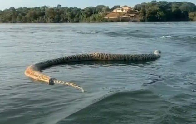 Cobra gigante é filmada por comerciante durante passeio em lago