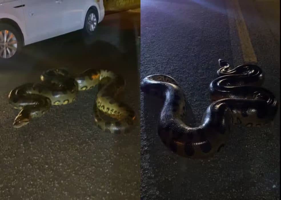 VÍDEO: Sucuri-verde de 4 metros dá bote após ser atropelada por carro em rodovia de Roraima
