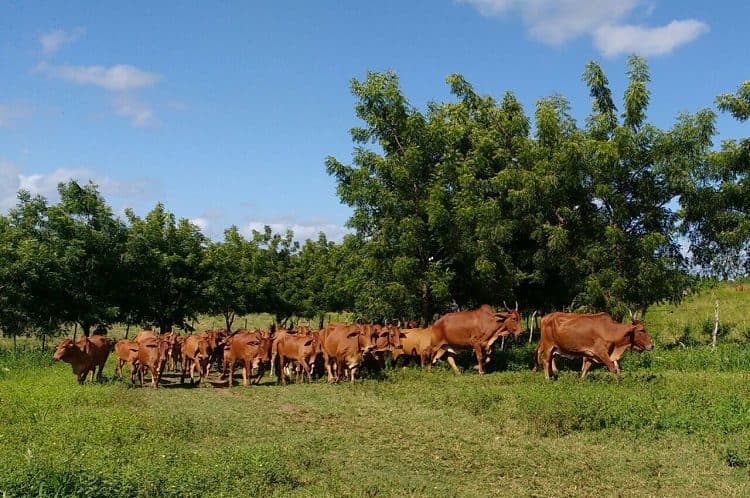 Emepa-PB leiloa 44 bovinos das raças Gir, Guzerá e Sindi; veja como participar