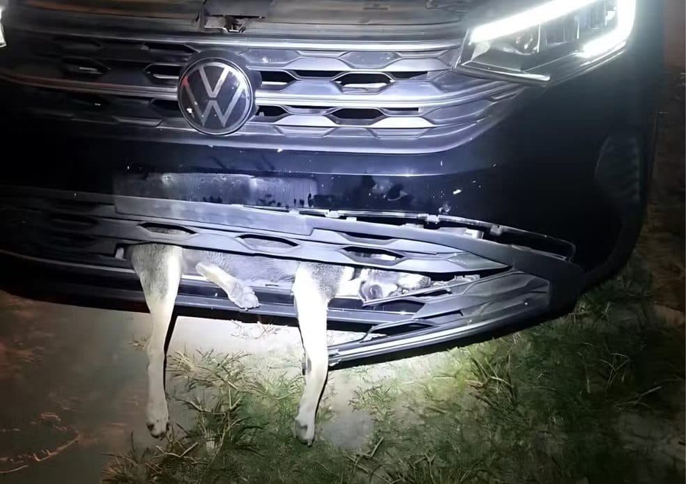 Família que saiu da Paraíba atropela cadela em Pernambuco; animal ficou preso em para-choque até Alagoas