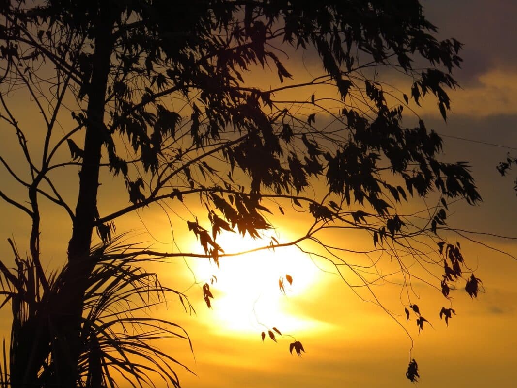 Fazendeiro é condenado a pagar R$ 24,2 mil por dano moral coletivo após desmatar vegetação de Caatinga na Paraíba