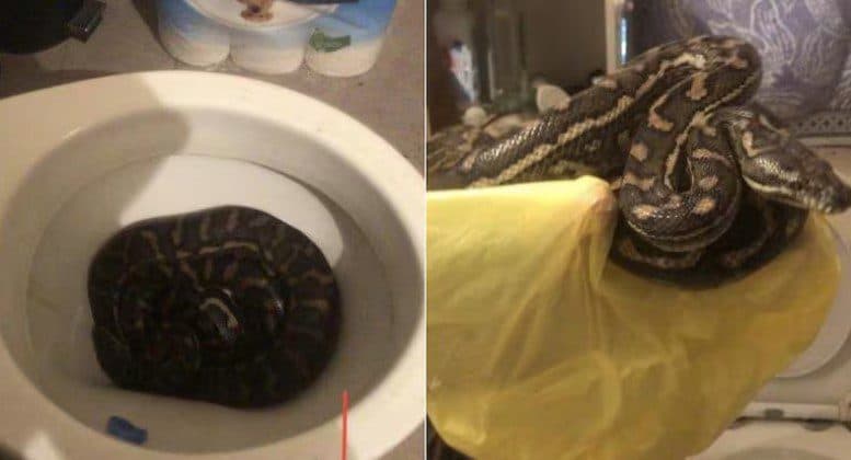 Morador encontra 2 pítons diferentes em vaso sanitário em menos de uma semana