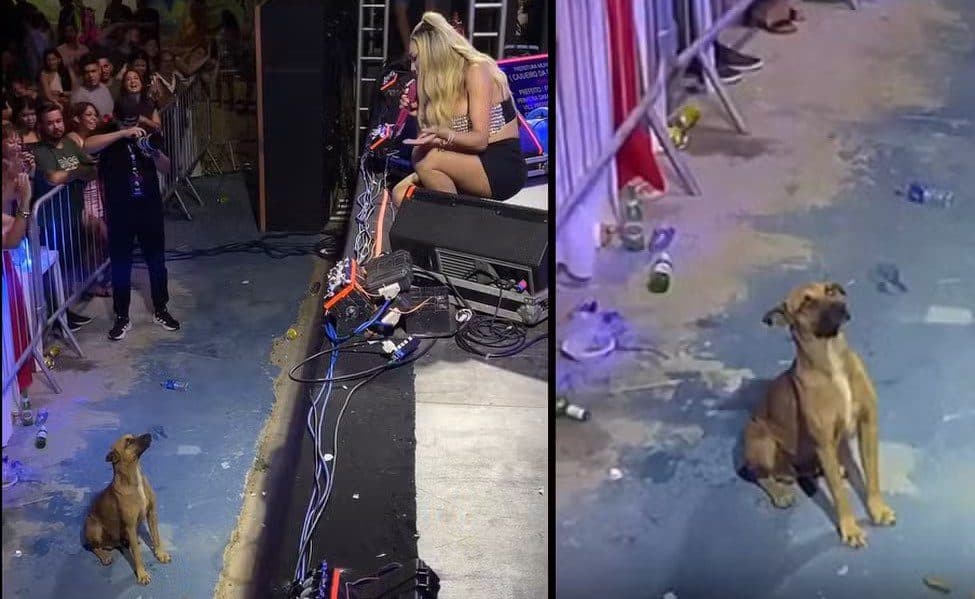 VÍDEO: vira-lata caramelo viraliza 'curtindo' show de Taty Girl e cantora decide adotá-lo