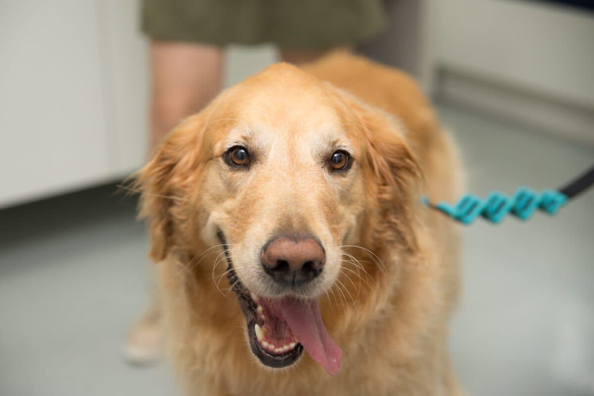 Fim de ano e fogos de artifício: dicas para preparar e proteger os animais