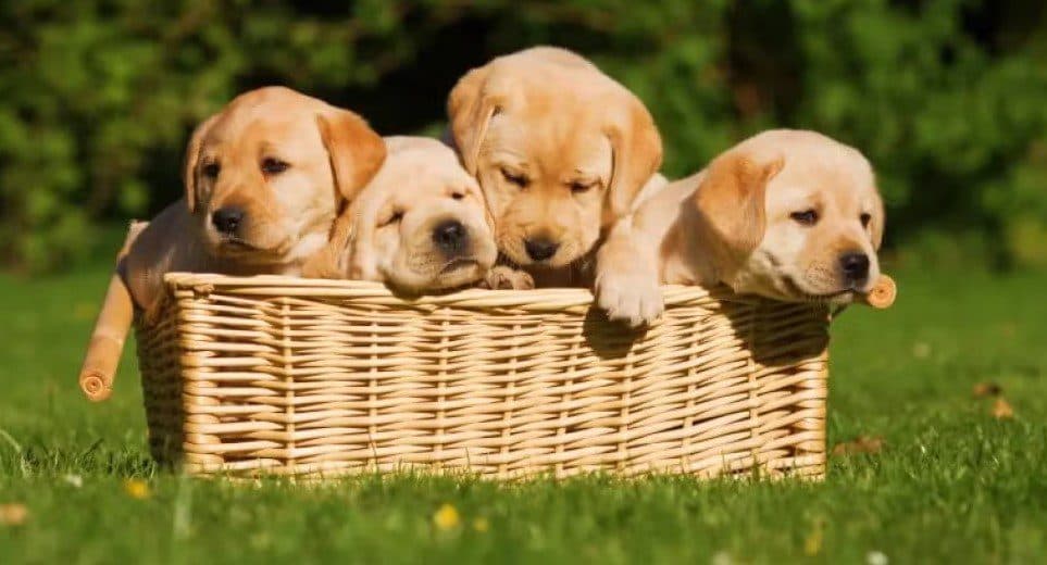 Fakenews sobre doação de filhotes de labrador, que custam até R$ 2 mil cada um, circular em João Pessoa