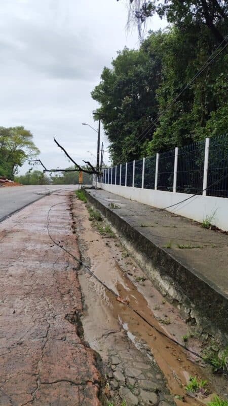 CHUVAS: quedas de árvores modificam trânsito em vias de João Pessoa; veja trechos