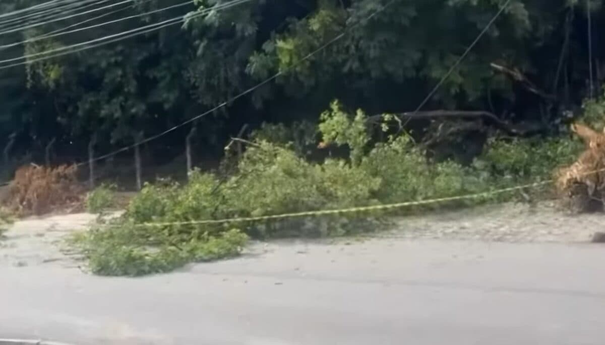 Árvore cai no Campus I da UFPB, no Castelo Branco