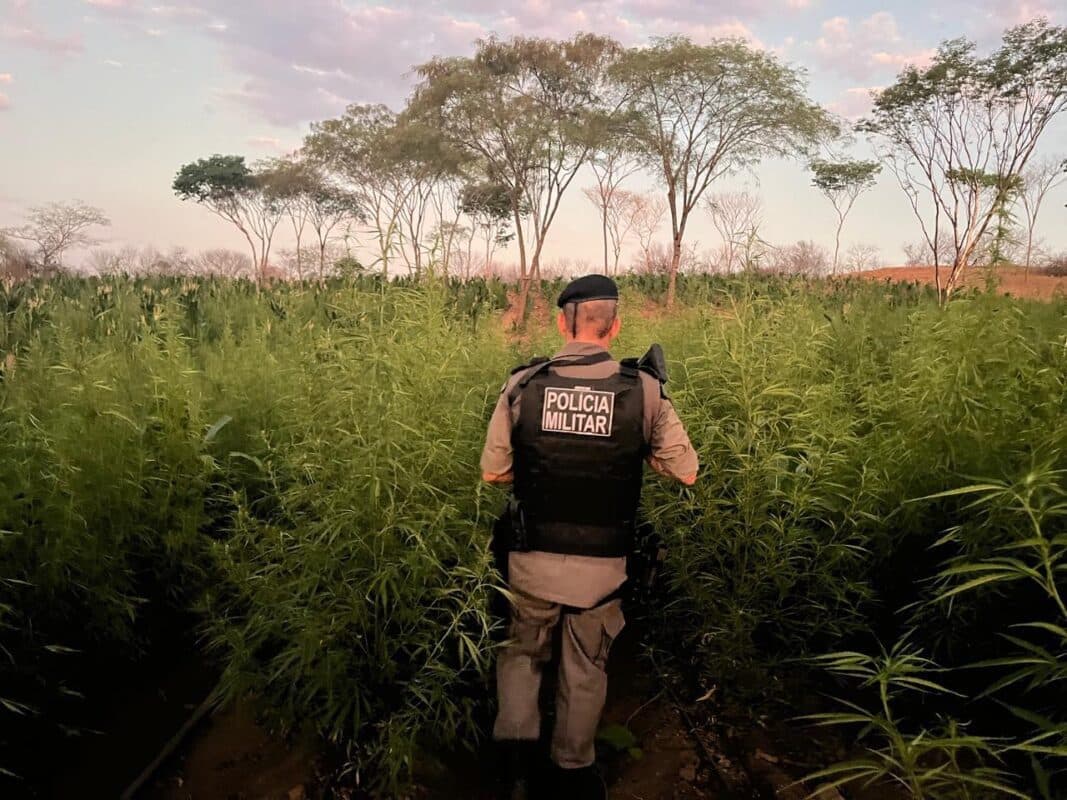 Prefeitura de Vista Serrana financiou plantação de maconha que daria lucro de R$ 13 milhões, diz polícia