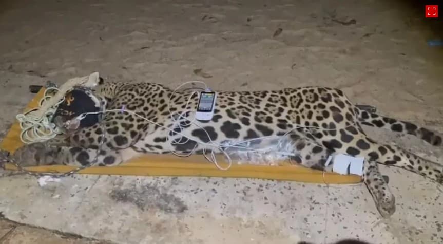 Onça que matou caseiro é capturada no Pantanal; veja imagens