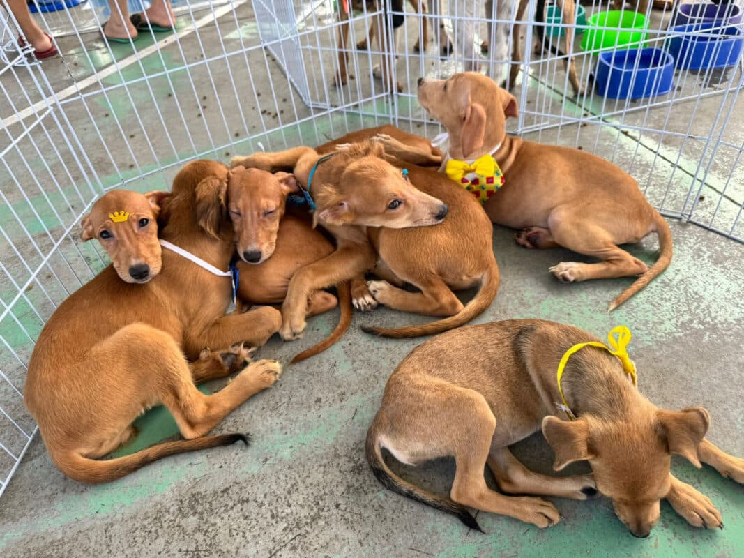 Feiras de adoção de animais e cadastramento para castração gratuita movimentam João Pessoa e Campina Grande neste final de semana