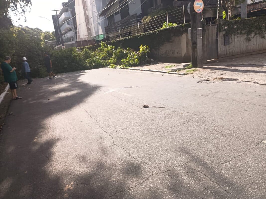 Árvore cai e bloqueia trânsito na Rua da Mata, no Cabo Branco