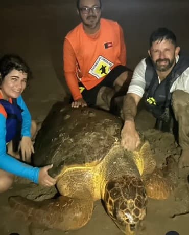 Tartaruga gigante debilitada após ingerir plástico é resgatada em Intermares