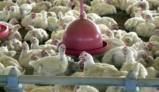 China suspende compra de carne de frango do Brasil por 60 dias após 1º caso de gripe aviária em granja comercial