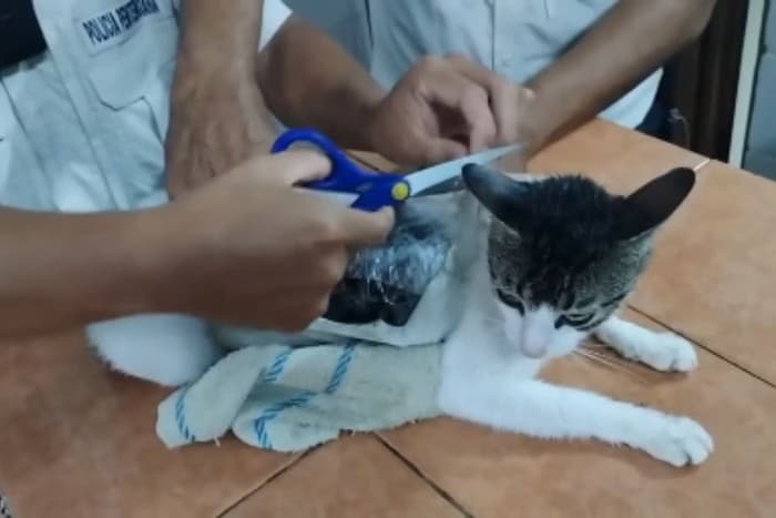 Gato traficante: felino é flagrado ao entrar com carga de drogas na prisão