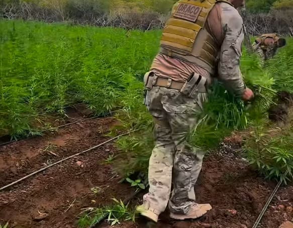 Polícia Civil prende três homens e desmancha plantação de maconha em Taperoá