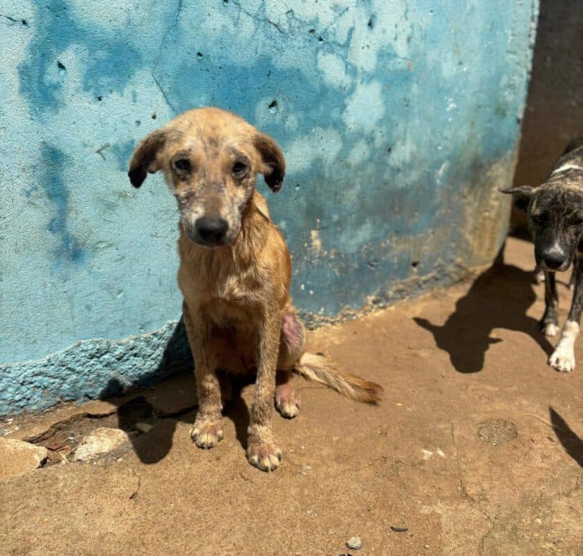 Conselho de Medicina Veterinária autua canil de Água Branca após encontrar quase 30 cães debilitados e cercados por fezes