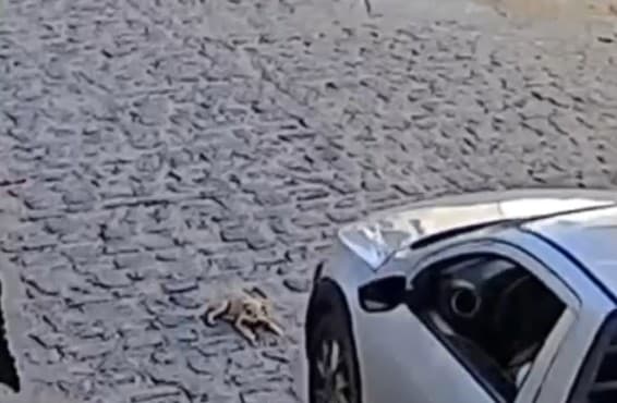 Polícia Civil identifica e indicia homem que atropelou cachorro em Campina Grande