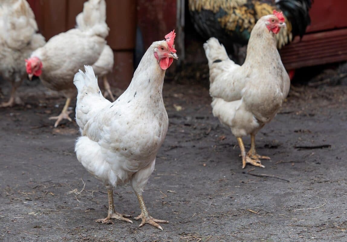 Ceará registra foco de gripe aviária em criação doméstica