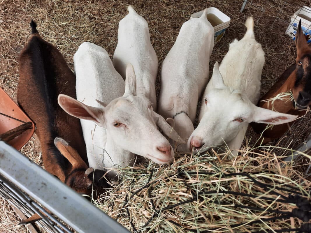 23ª edição do Bode na Rua termina hoje em Gurjão com expectativa de movimentar até R$ 1,5 milhão em negócios