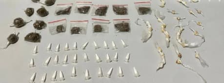 PM apreende menor e prende homem por tráfico de drogas em Rio Tinto