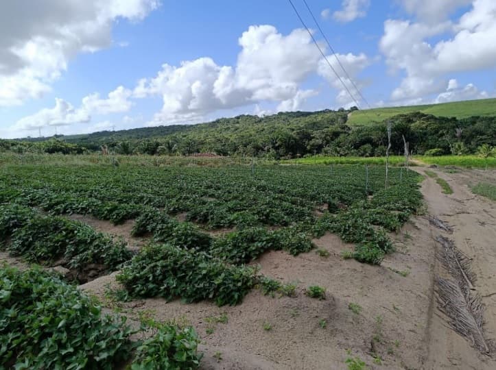 Incra cria assentamento em área da antiga Usina Maravilhas em Pedras de Fogo