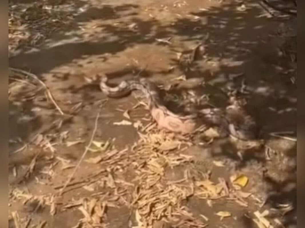 Cobra de dois metros é capturada após atacar galinheiro em Patos