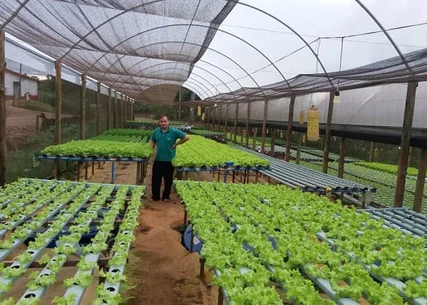 Justiça nega habeas corpus e mantém prisão de envolvidos em caso do ‘golpe da hidroponia’