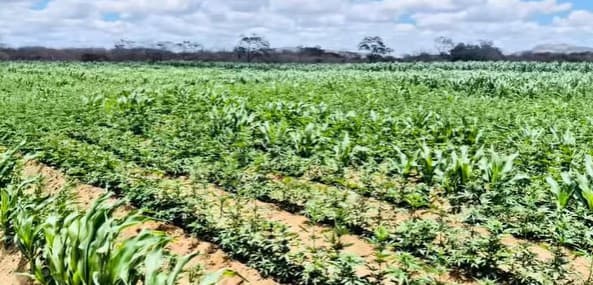 Polícia encontra 100 mil pés de maconha e desarticula plantação no Cariri da Paraíba