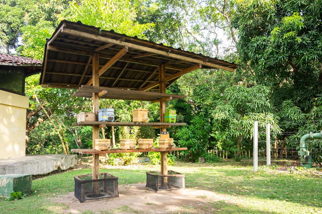 Zoológico onde jovem morreu após invadir recinto de leoa recebe mais de 4 mil visitantes aos fins de semana