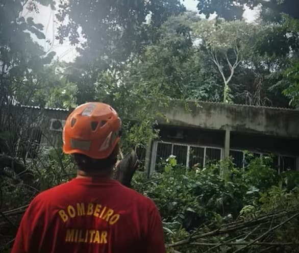 Bombeiros cortam árvore que ameaçava cair dentro do campus da UFPB em João Pessoa
