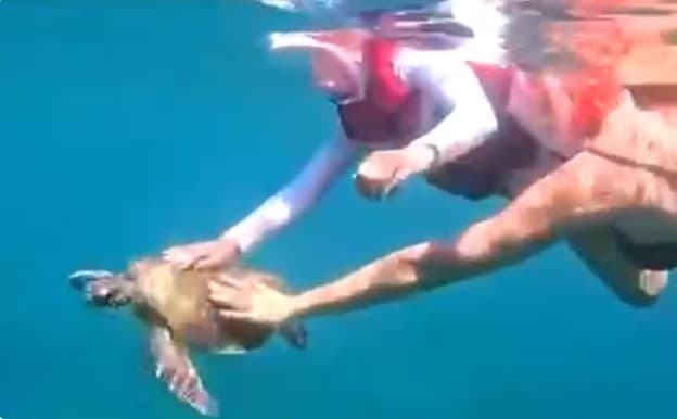 Turista faz vídeo da família segurando tartaruga em Noronha e leva multa de R$ 10 mil