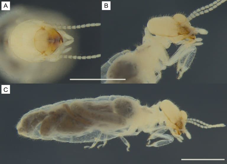 'Catoleensis': pesquisa descobre nova espécie de cupim em Catolé do Rocha, na Paraíba