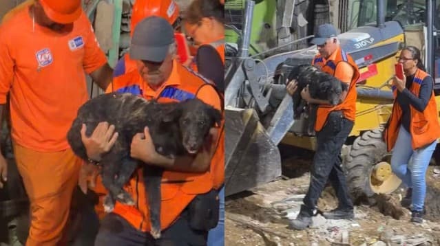 Cachorro é retirado de escombros mais de 35 horas após explosão que deixou dois mortos e destruiu oito casas em Olinda