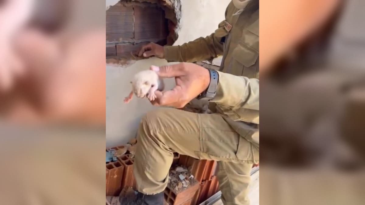 Corpo de Bombeiros resgata filhote de gato preso entre duas paredes na Paraíba