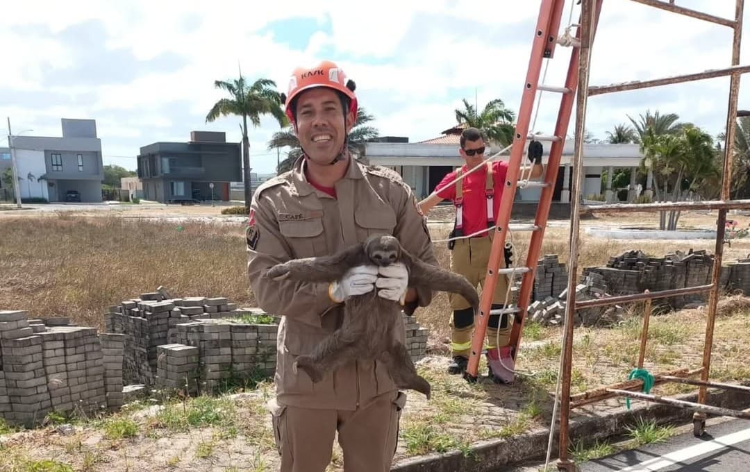 Corpo de Bombeiros resgatam preguiça no alto de estrutura de andaimes em Cabedelo