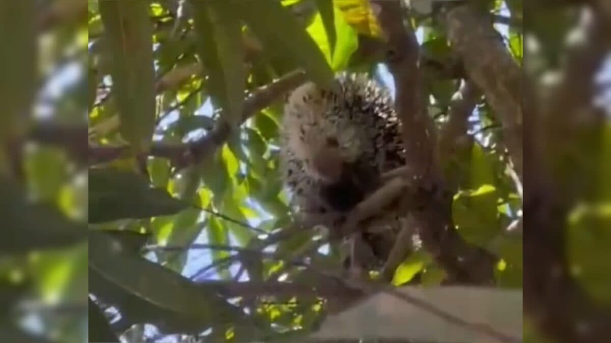 VÍDEO: Bombeiros resgatam porco-espinho em árvore na praia do Jacaré, em Cabedelo