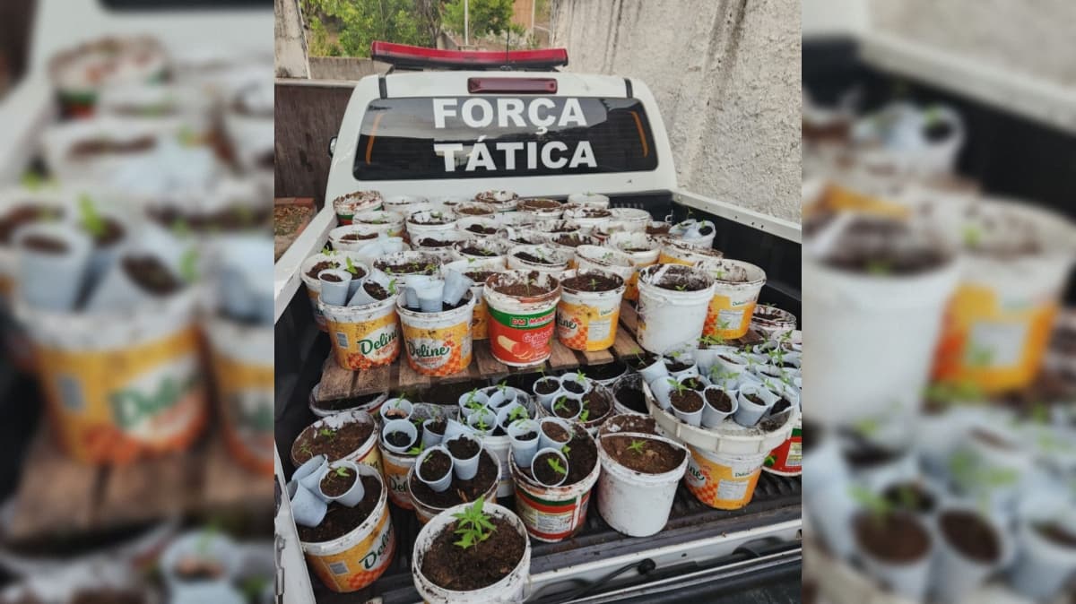 Plantação de maconha é localizada no bairro Muçumagro e mudas são apreendidas